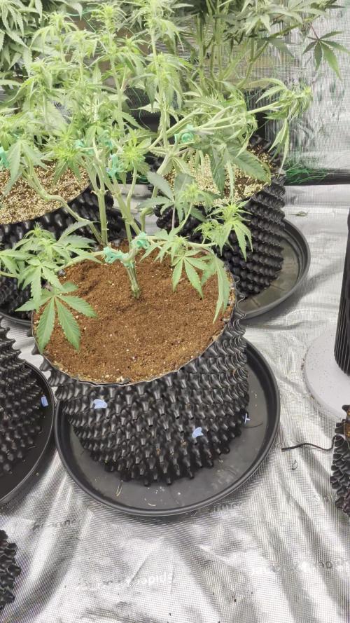 Afghan skunk