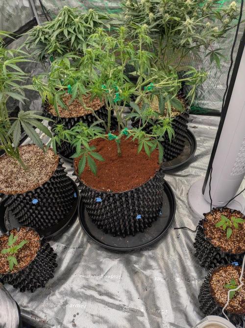 Afghan Skunk. Week 8