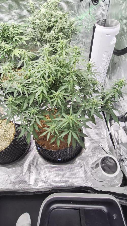Afghan skunk