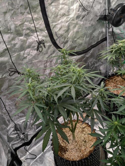 Afghan skunk. Week 8