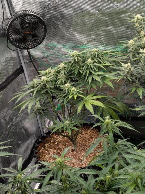 Afghan skunk. Week 8