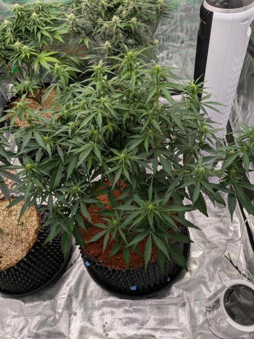 Afghan skunk. Week 8