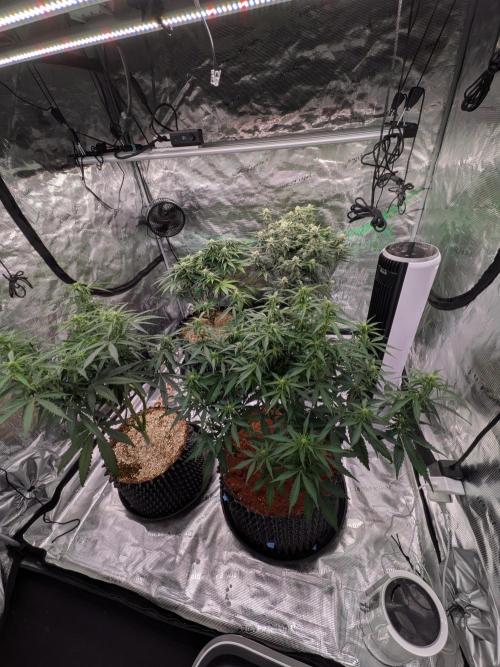 Afghan Skunk. Week 8