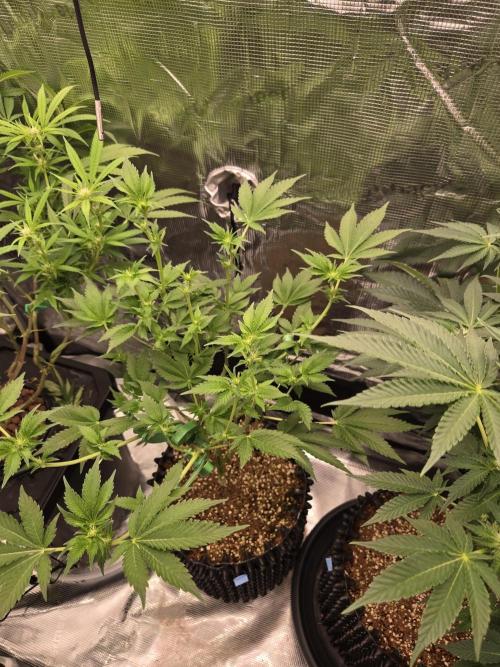 Peyote cookies. Week 9