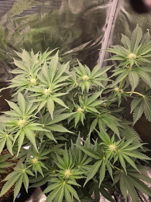 Peyote cookies. Week 9