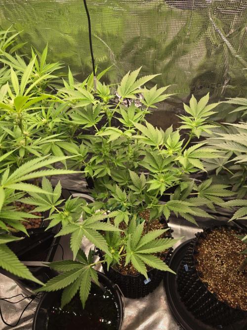 Peyote cookies. Week 9