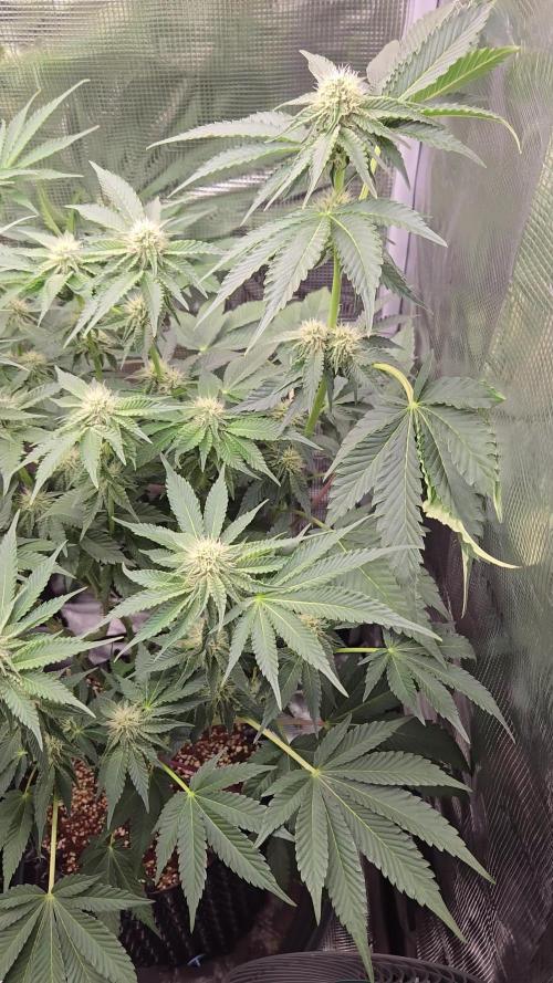 Peyote cookies