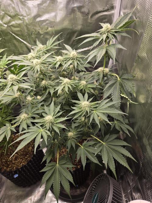 Peyote cookies. Week 10