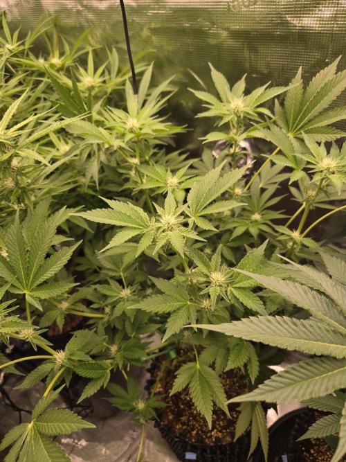 Peyote cookies. Week 10