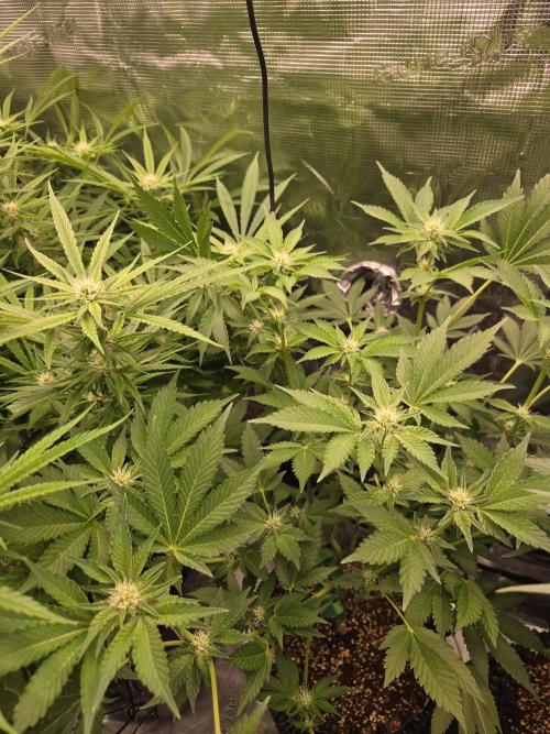 Peyote Cookies. Week 10