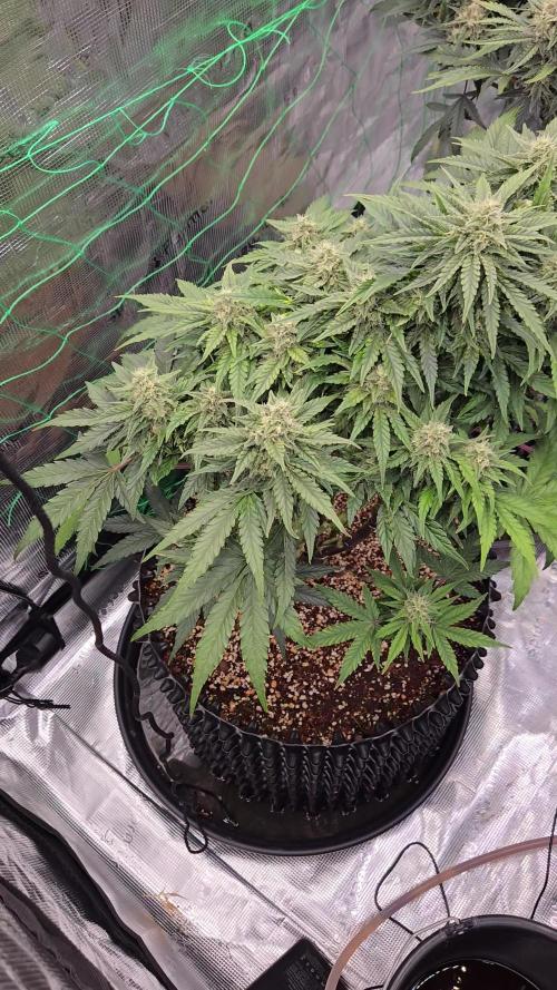 Afghan skunk