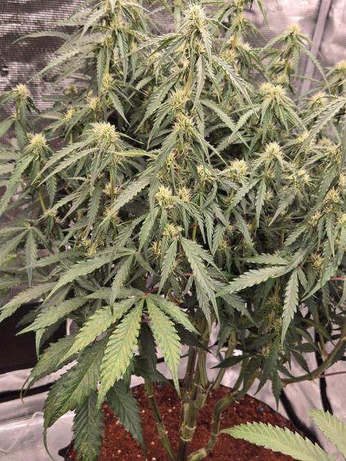 Afghan skunk. Week 9