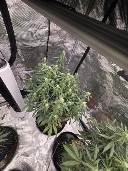 Afghan skunk. Week 9