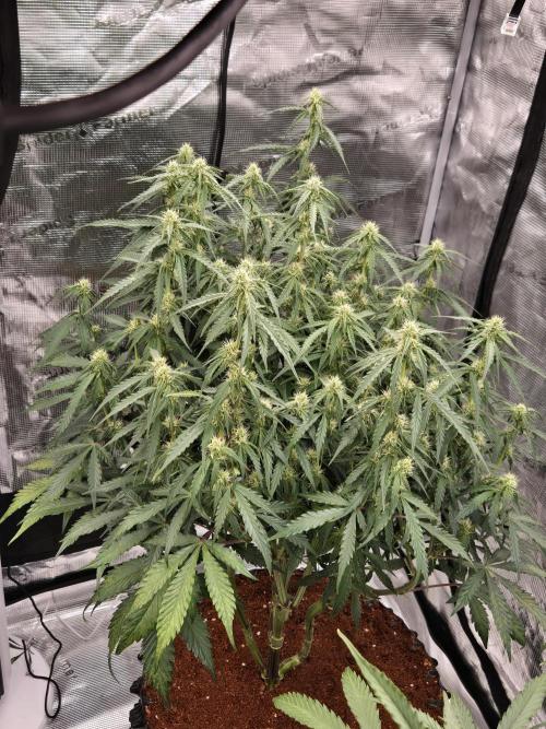 Afghan skunk. Week 9