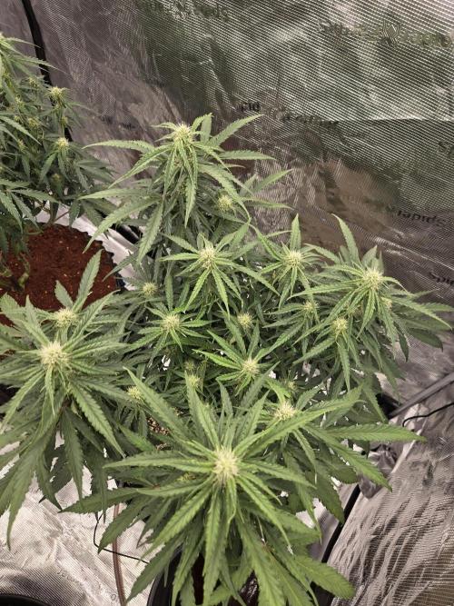 Afghan skunk. Week 9