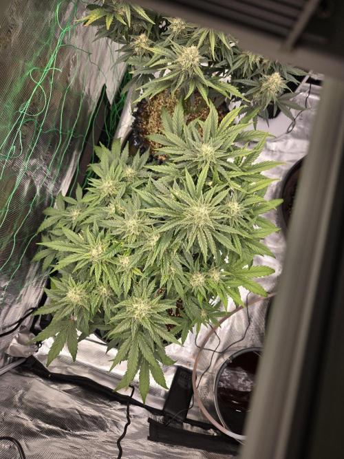 Afghan skunk. Week 9
