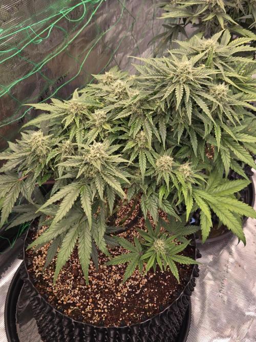 Afghan Skunk. Week 9