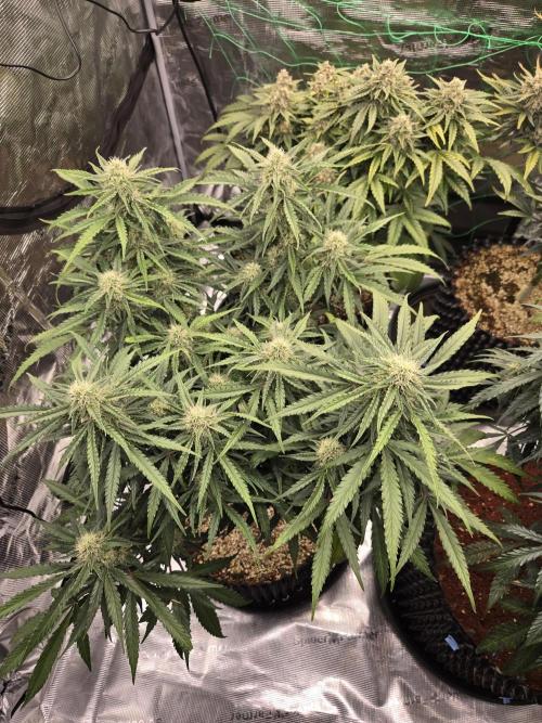 Afghan skunk. Week 10