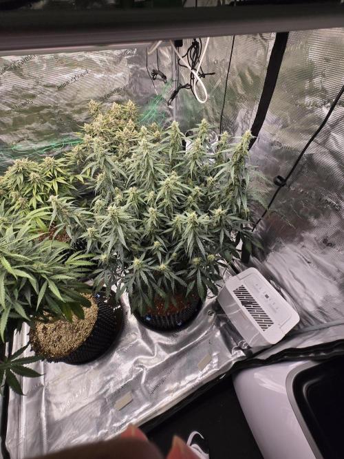 Afghan skunk. Week 10