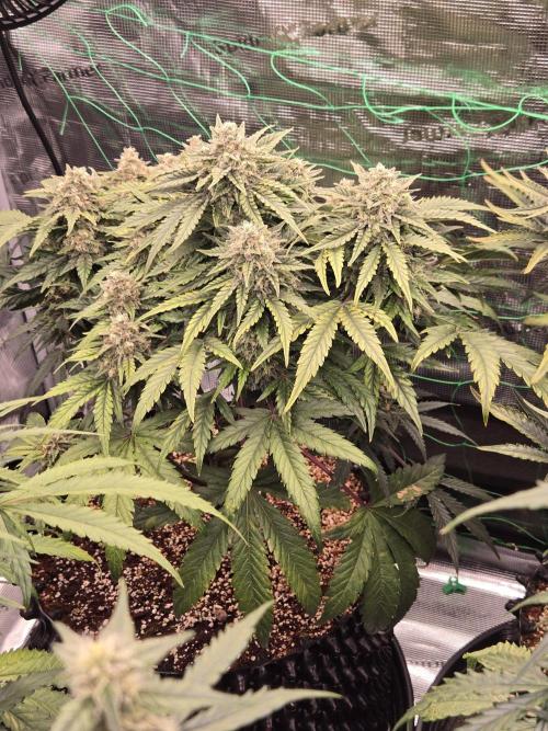 Afghan skunk. Week 10