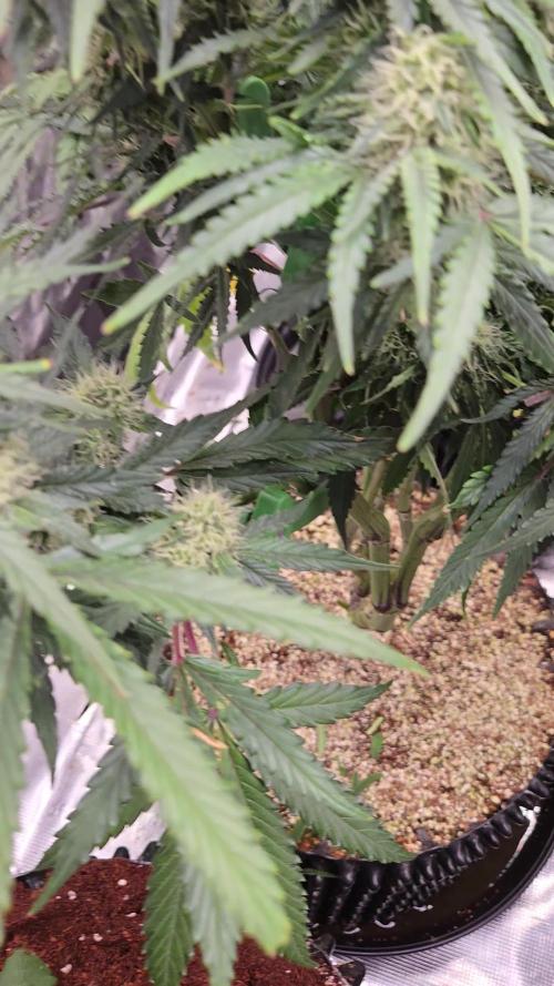 Afghan skunk