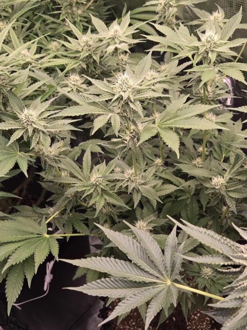 Peyote cookies. Week 11