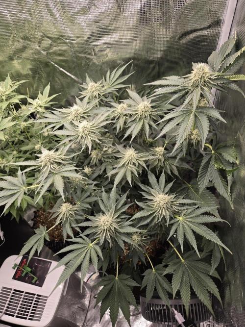 Peyote cookies. Week 11
