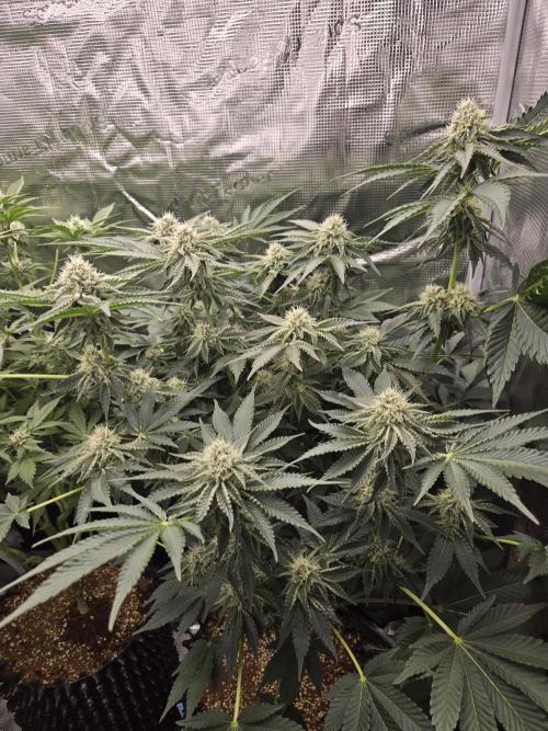 Peyote cookies. Week 11