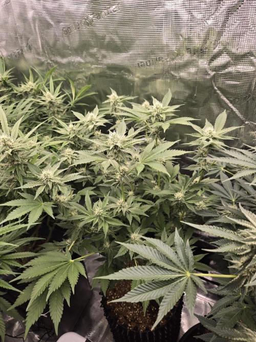 Peyote cookies. Week 11
