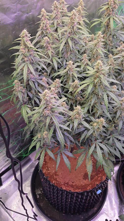 Afghan skunk