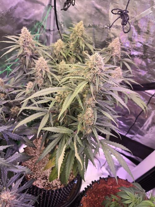 Afghan skunk. Week 11