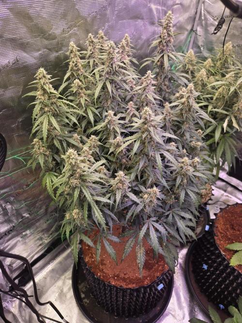Afghan skunk. Week 11