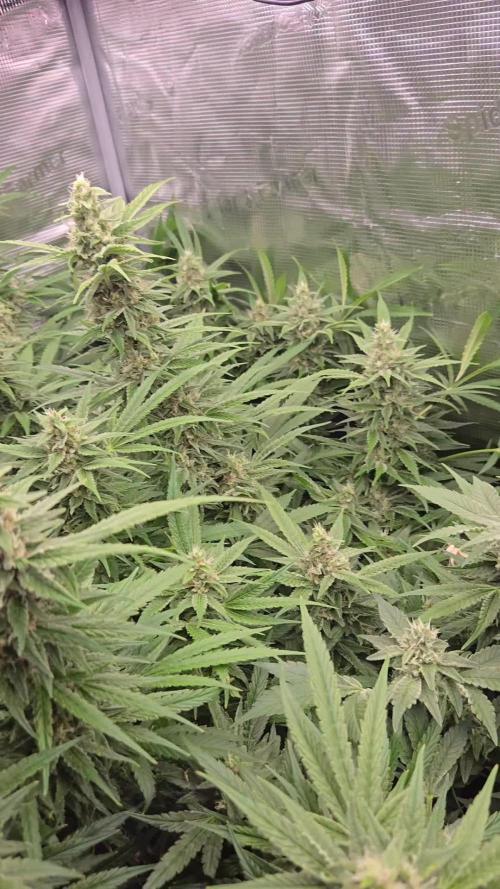 Peyote cookies