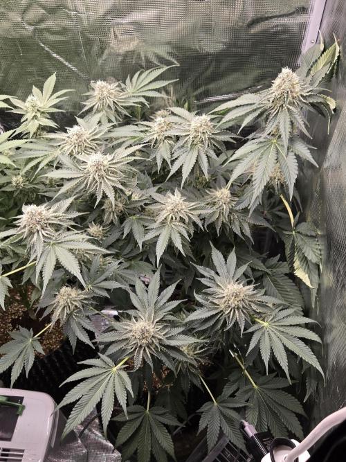 Peyote cookies. Week 12