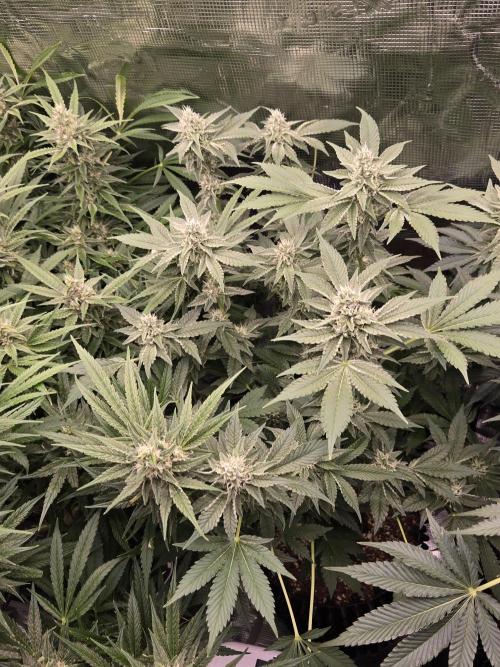 Peyote cookies. Week 12