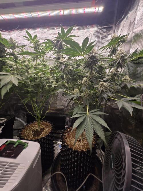 Peyote cookies. Week 12