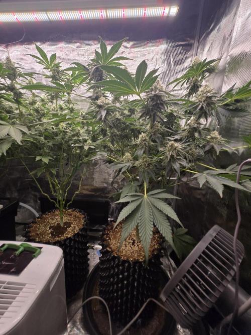 Peyote cookies. Week 12