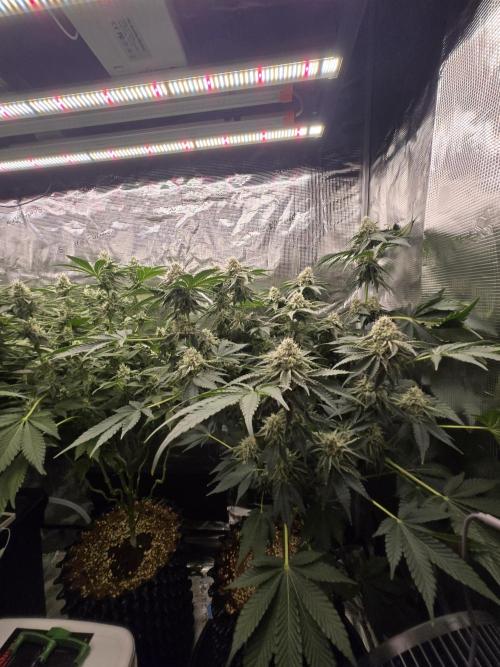 Peyote cookies. Week 12