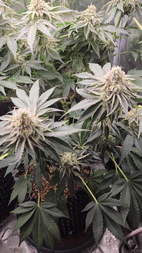 Peyote cookies