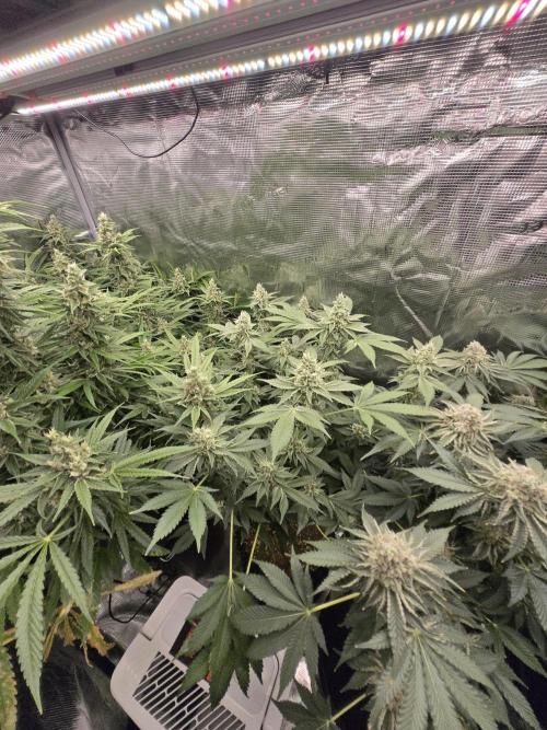Peyote cookies. Week 13