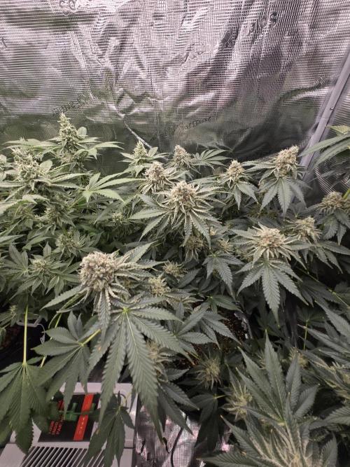 Peyote cookies. Week 13