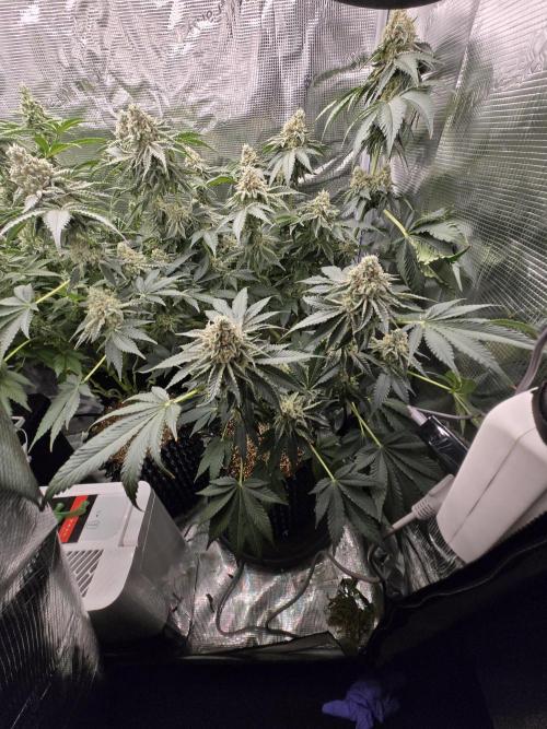 Peyote cookies. Week 13