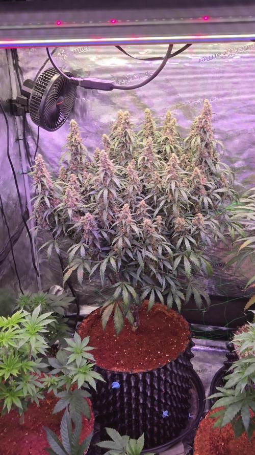 Afghan skunk
