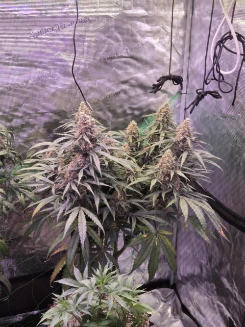 Afghan skunk. Week 12