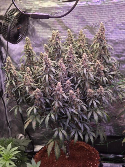 Afghan skunk. Week 12