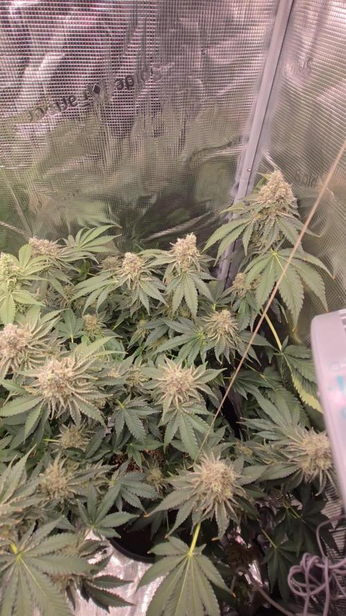 Peyote cookies