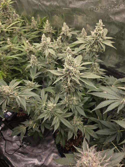Peyote cookies. Week 14