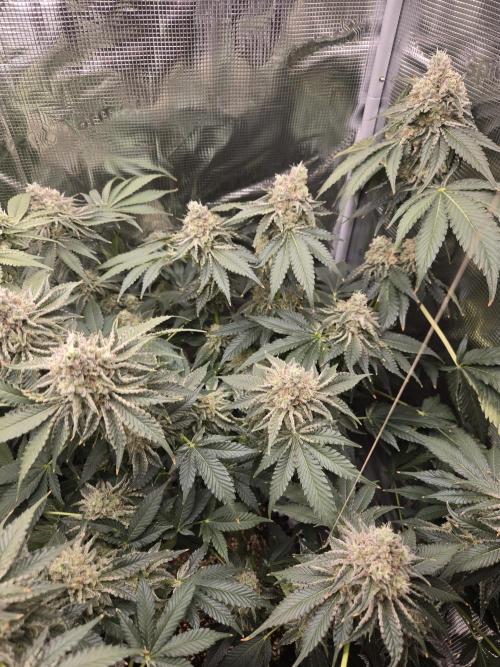 Peyote cookies. Week 14