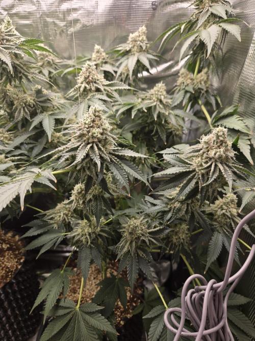 Peyote Cookies. Week 14