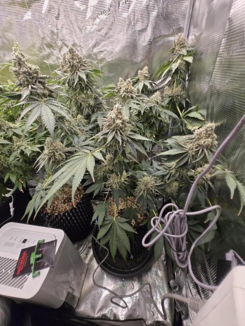 Peyote cookies. Week 15